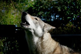 Saarloos Wolfshund (6)