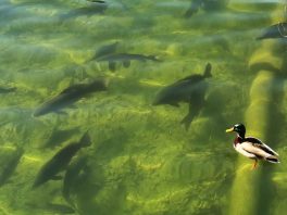 Wanderung Thierberger (1)