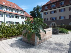 mangfalltreff-Hochbeet-Zucchini2012-08-28_cp1550