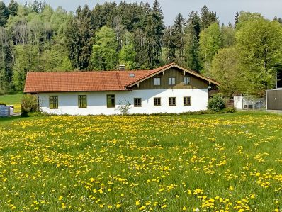 1Atzing - Löwenzahn