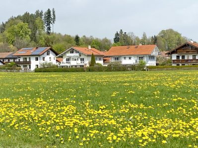 1Vereinshaus Atzing - Löwenzahn