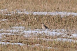 AktNatBeo-220404-ja-02_Bergpieper-1140pix
