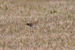 AktNatBeo-220404-ja-03_Bekassine-1140pix