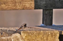 AktNatBeo-220404-ja-04_Hausrotschwanz-1140pix