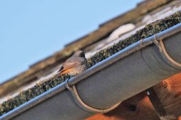 AktNatBeo-220404-ja-05_Hausrotschwanz-1140pix