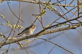 AktNatBeo-220404-ja-06_ZilpZalp-1140pix