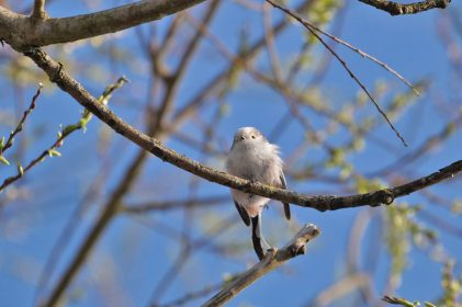 AktNatBeo-220404-ja-08_Schwanzmeise-1140pix