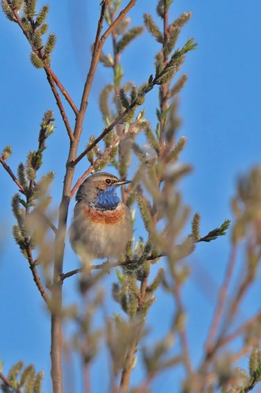 AktNatBeo-220404-ja-09_BLaukehlchen-760x1140pix