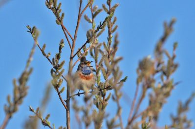 AktNatBeo-220404-ja-10_BLaukehlchen-1140pix