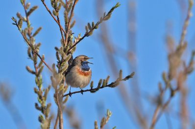 AktNatBeo-220404-ja-11_Blaukehlchen-1140pix