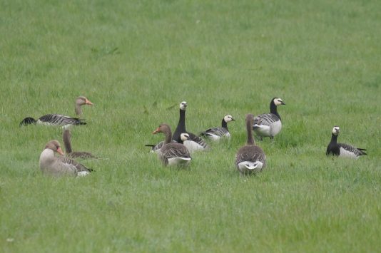 AktNatBeo-220424-ja-01_Nonnengans