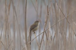AktNatBeo-220424-ja-02_Teichrohrsaenger