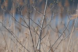 AktNatBeo-220424-ja-03_Schilfrohrsaenger