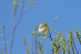 AktNatBeo-220424-ja-04_ZilpZalp