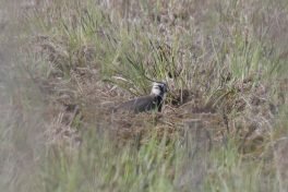 AktNatBeo-220424-ja-05_Kiebitz