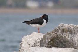 AktNatBeo-220424-ja-07_Austernfischer