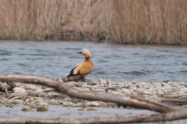 AktNatBeo-220424-ja-08_Rostgans