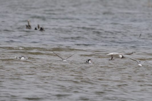 AktNatBeo-220424-ja-09_badende_FLussseeschwalben