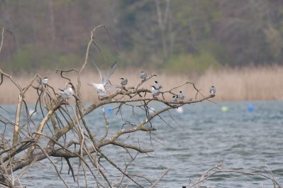 AktNatBeo-220424-ja-10_FLussseeschwalben