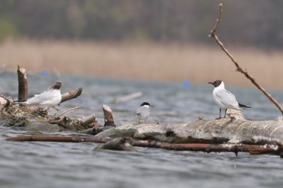 AktNatBeo-220424-ja-11_Flussseeschwalbe_Lachmoewe