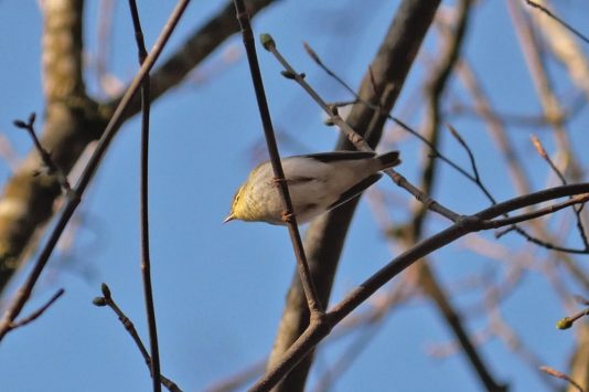 AktNatBeo-220428-ja-01_Waldlaubsaenger-1140pix