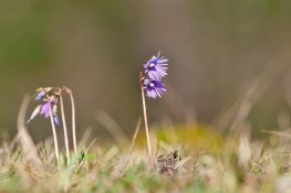 AktNatBeo-220428-ja-03_Alpengloeckchen-1140pix