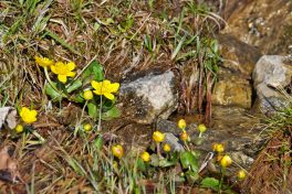 AktNatBeo-220428-ja-04_Sumpfdotterblume-1140pix