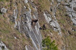 AktNatBeo-220428-ja-05_Gaemsen-1140pix