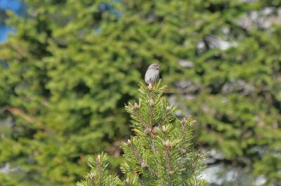 AktNatBeo-220428-ja-09_Heckenbraunelle-1140pix