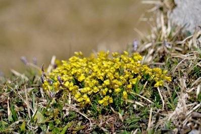 AktNatBeo-220428-ja-10_Felsenbluemchen-1140pix