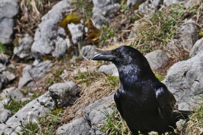 AktNatBeo-220428-ja-11_Kolkrabe-1140pix