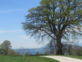 Höhenweg Breitbrunn-Gstadt
