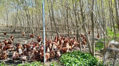 Direktvermarktung Ostern (1)