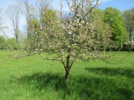 Höhenweg Breitbrunn-Gstadt