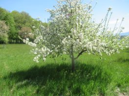Höhenweg Breitbrunn-Gstadt