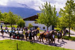 Maibaum-2014-1029383