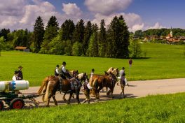 Maibaum-2014-1029387