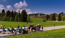 Maibaum-2014-1029389(1)