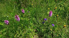 Orchideen-Wanderung-©Chiemsee-Alpenland Tourismus