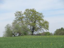 Höhenweg Breitbrunn-Gstadt