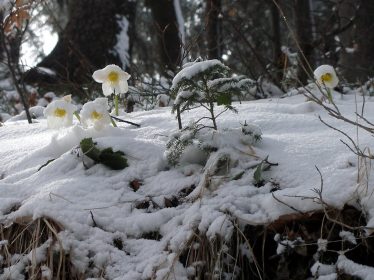wandertipp schneerosenweg (2)