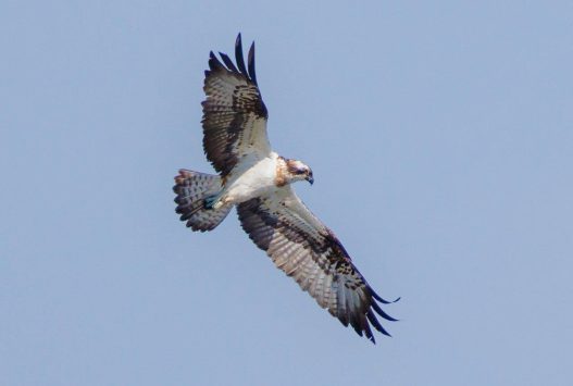 AktNatBeo-220430-ah-1-Fischadler_(1)