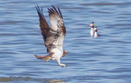 AktNatBeo-220430-ah-2-Fischadler_(2)