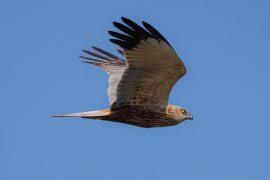 AktNatBeo-220430-ah-3-Rohrweihenmaennchen_HB_(2)