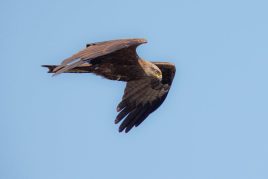 AktNatBeo-220430-ah-4-Schwarzmilan