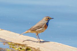 AktNatBeo-220430-ah-5-Blaukehlchen_Maennchen_HB