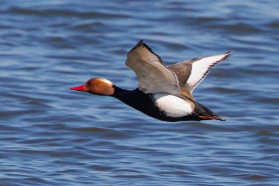 AktNatBeo-220430-ah-7-Kolbenentenerpel_HB