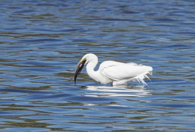 AktNatBeo-220430-ah-8-Silberreiher_erbeutet_grosses_Aitel_HBl