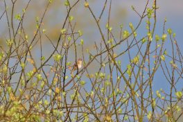 AktNatBeo-220504-ja-2_Sumpfrohrsaenger-1140pix