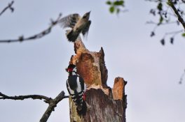 AktNatBeo-220504-ja-3_Kleinspecht_Buntspecht-1140pix